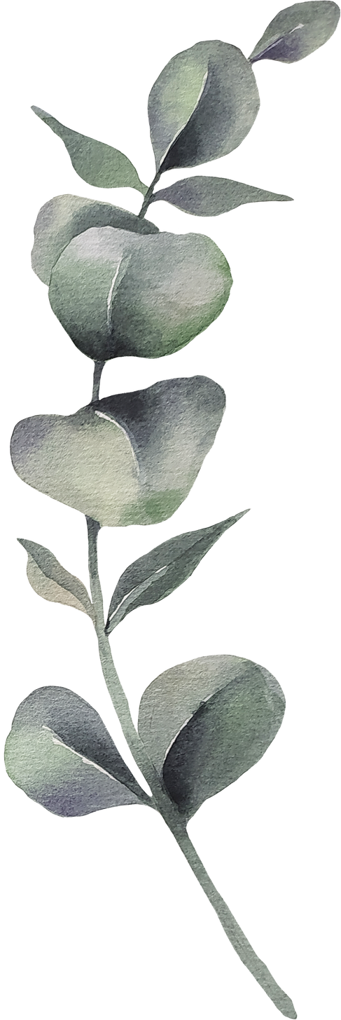 Eucalyptus Watercolor Illustration